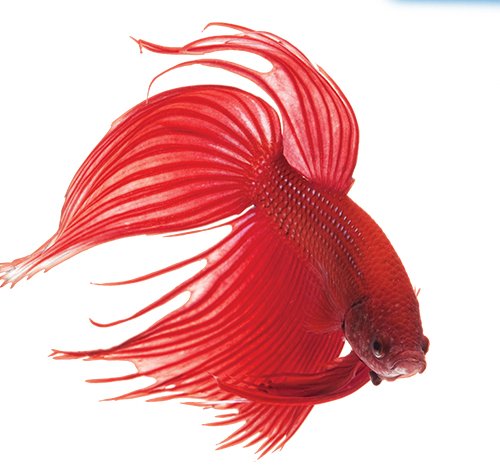 API BETTAFIX Antibacterial & Antifungal Treatment for Betta Fish - 50 ml 2