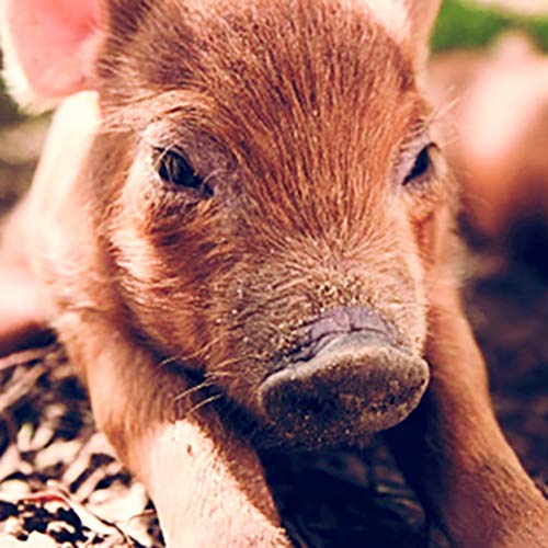 The Biggest Little Farm (2018) - Documentary [DVD] 6