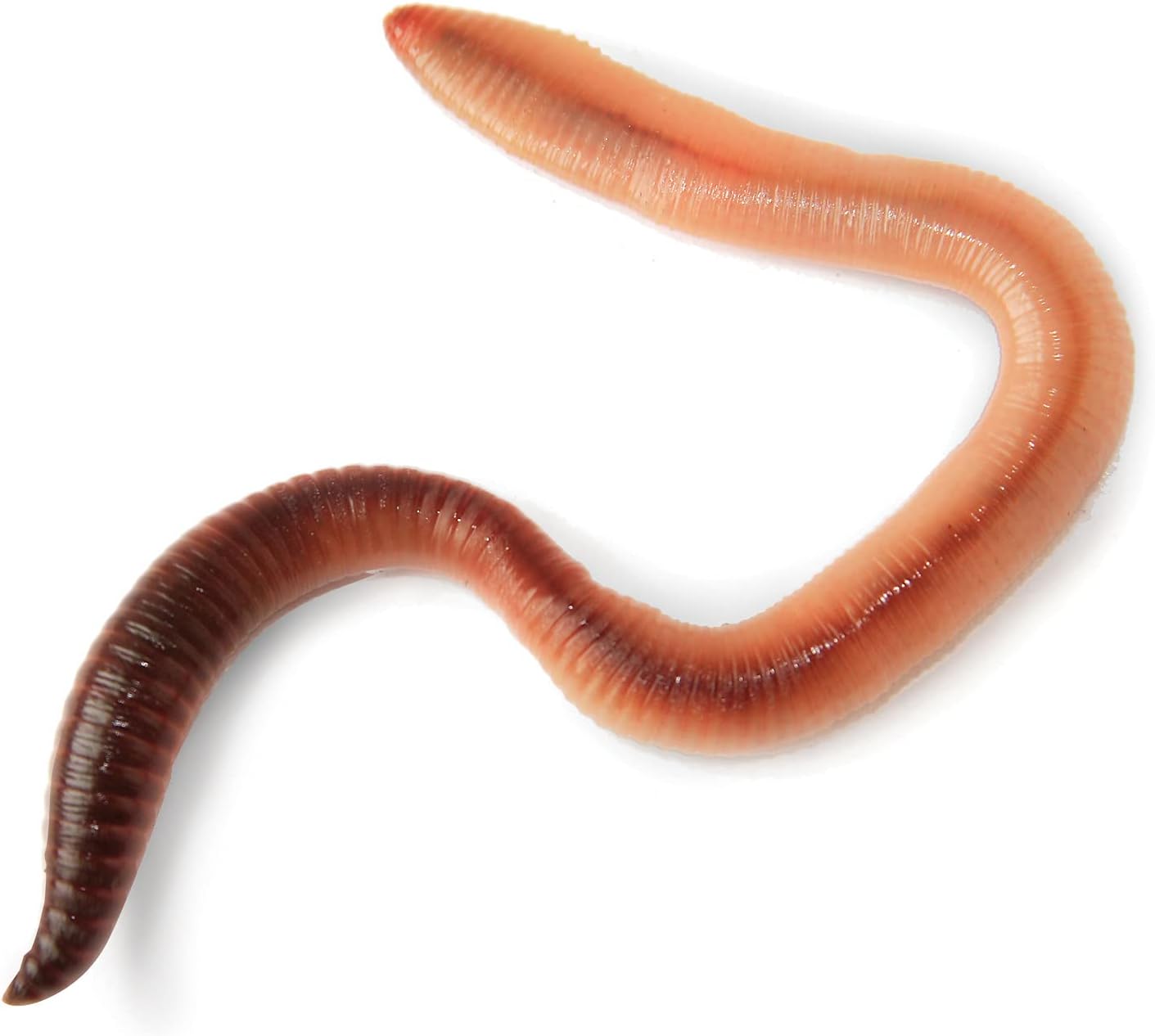 My Living World LW102 Interplay Worm World - Educational Science Kit for Kids 5+