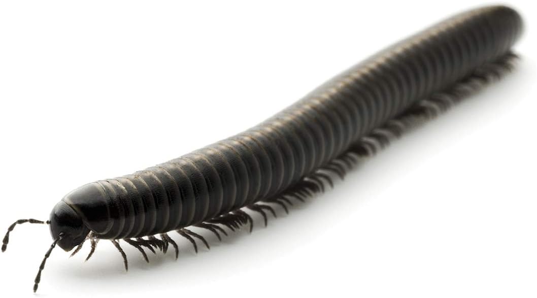 My Living World Safari-Nature Explorer Bug Catcher Set - Educational Science Kit for Kids 5-8