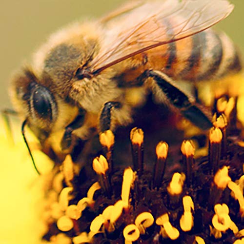 The Biggest Little Farm (2018) - Documentary [DVD] 7