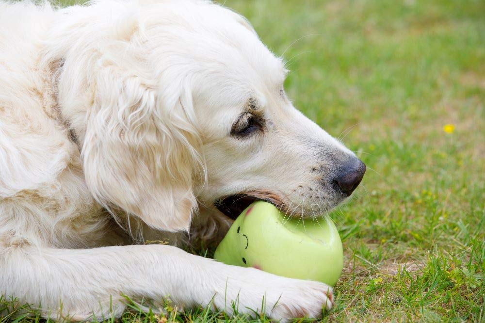 Petface Latex Apple Soft Chew Dog Toy - Large Size | Durable Natural Rubber 3