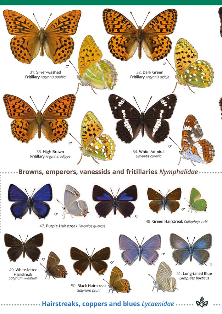 Field Studies Council Guide to the Butterflies of Britain and Ireland | Paperback Field Guide 2