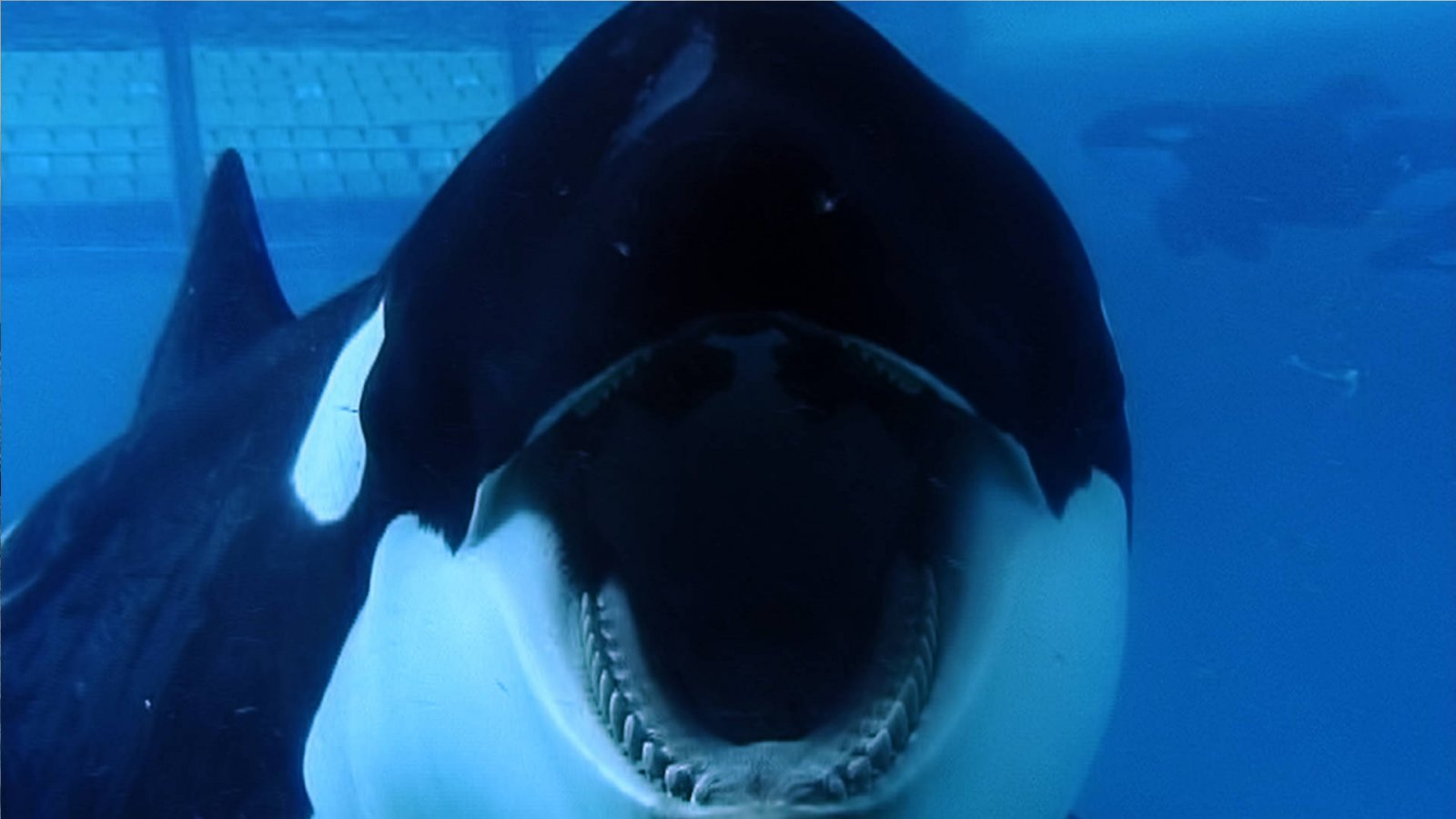 Blackfish (2013) - Documentary [DVD] 3
