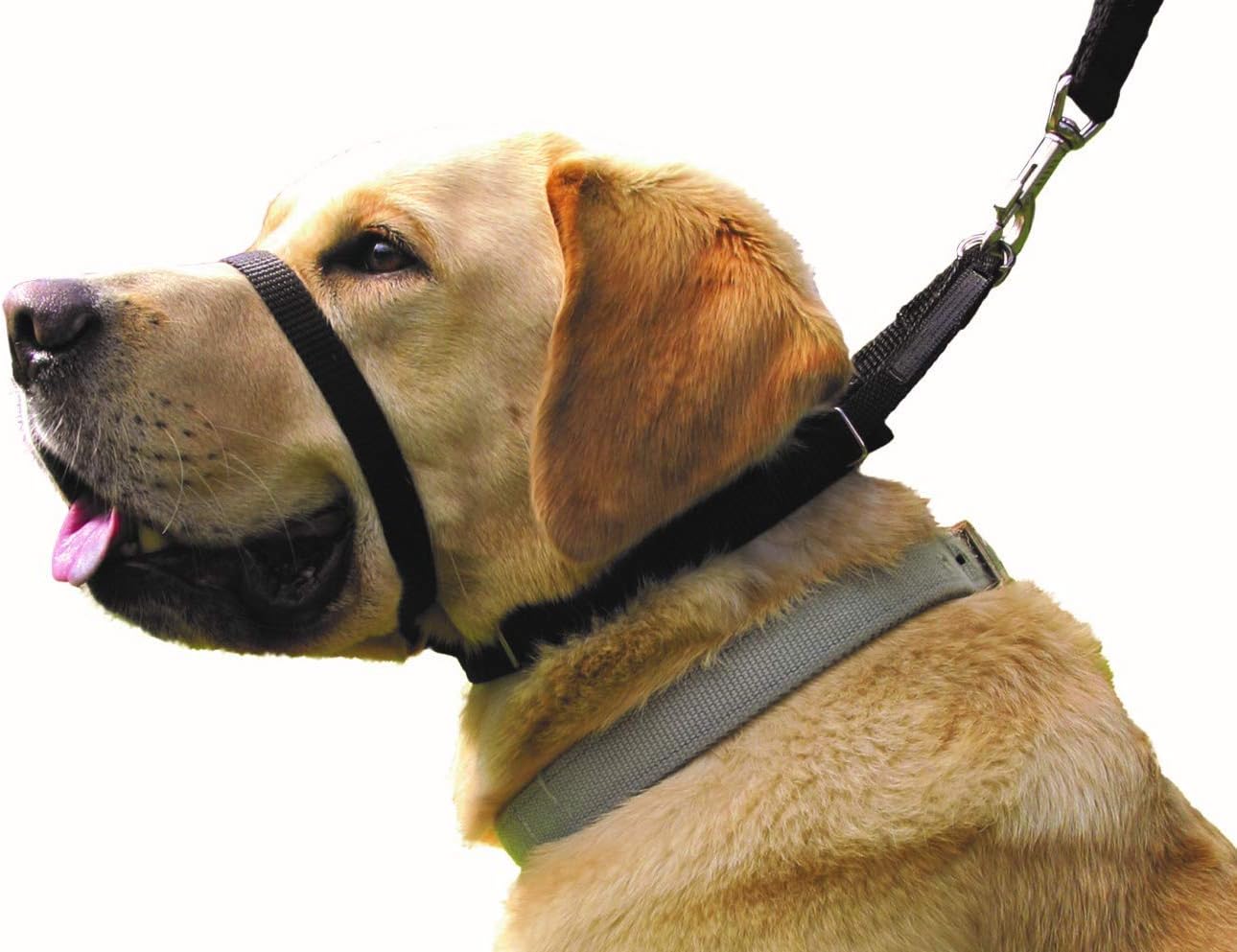 Canny - Canny Collar Head Collar for Dog Training and Walking - Black (Size 4, Model 02-1005) 10