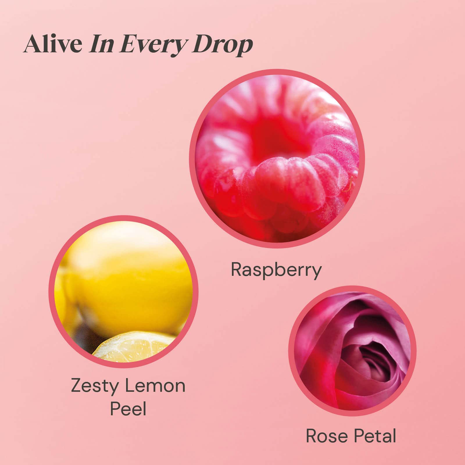 Twinings Raspberry & Lemon Infusion Tea Bags with Rose Petals, 20 Count 3