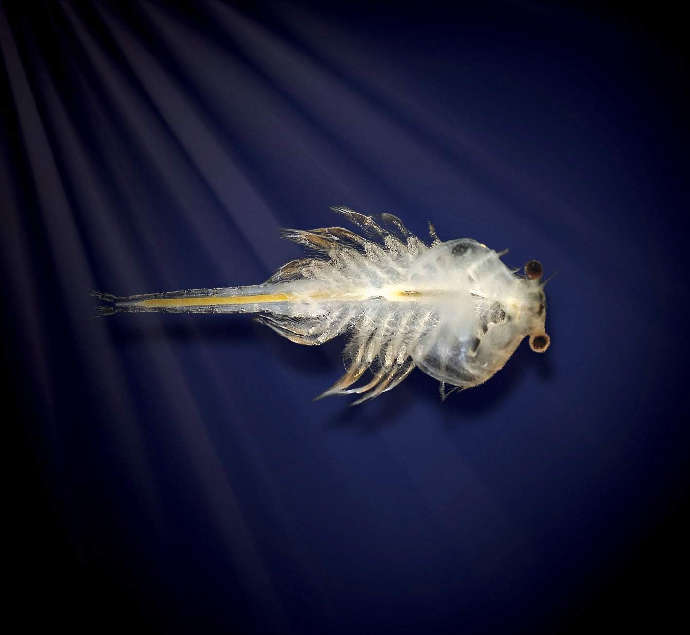 Aqua Dragons - Underwater World Deluxe Live Aquatic Creatures Kit 3