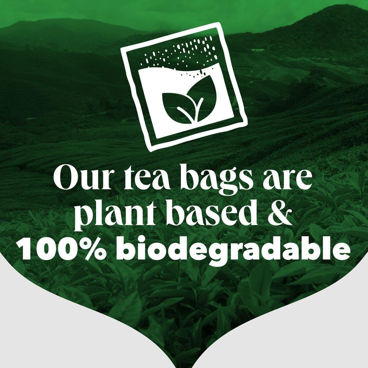 PG Tips - Original Black Tea Bags Bulk, Individually Wrapped, Plant-Based Biodegradable, 200 Envelopes 6