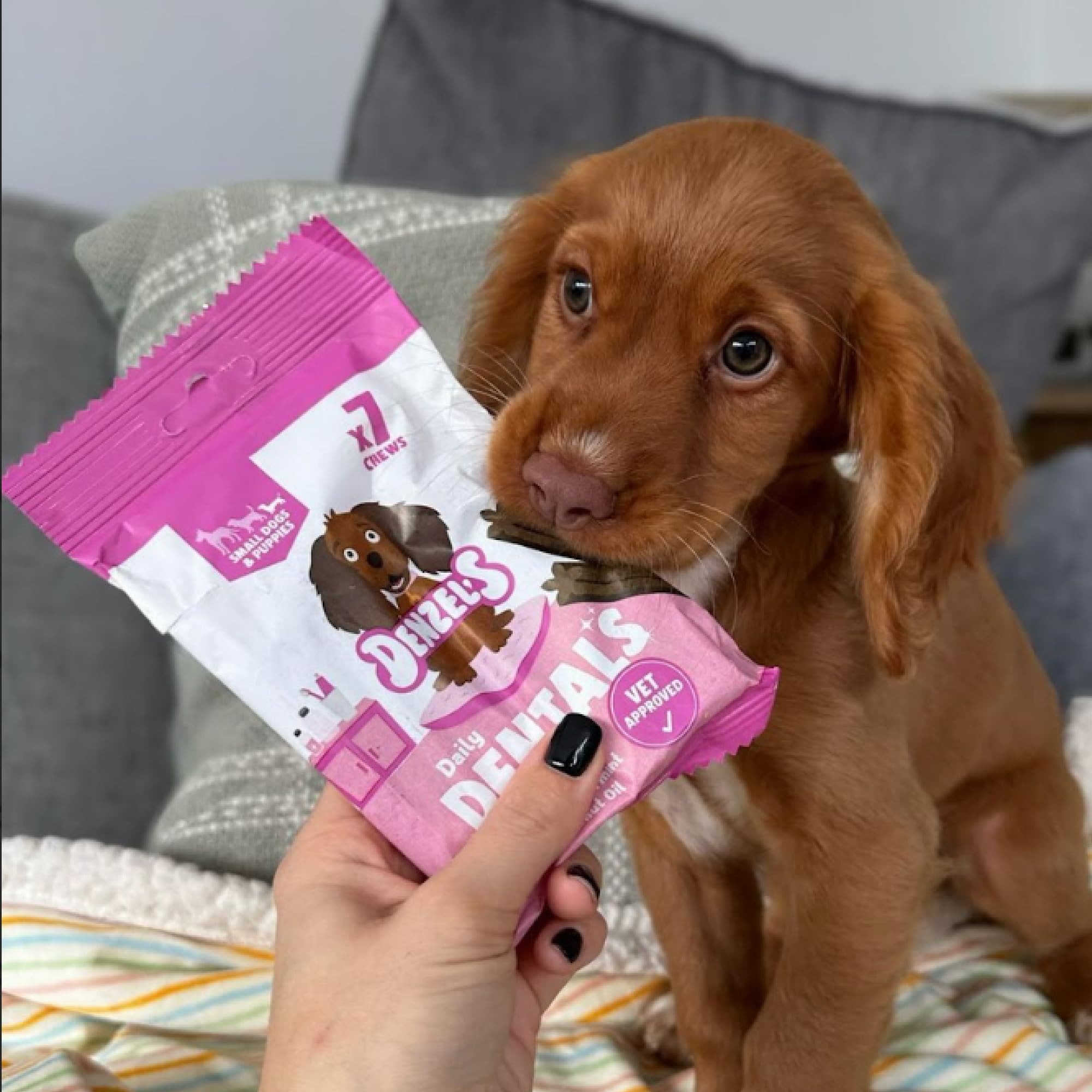 Denzel's Puppy Dental Sticks - Salmon & Spearmint Flavor | 7 Sticks | Small Dog & Puppy Oral Care 4