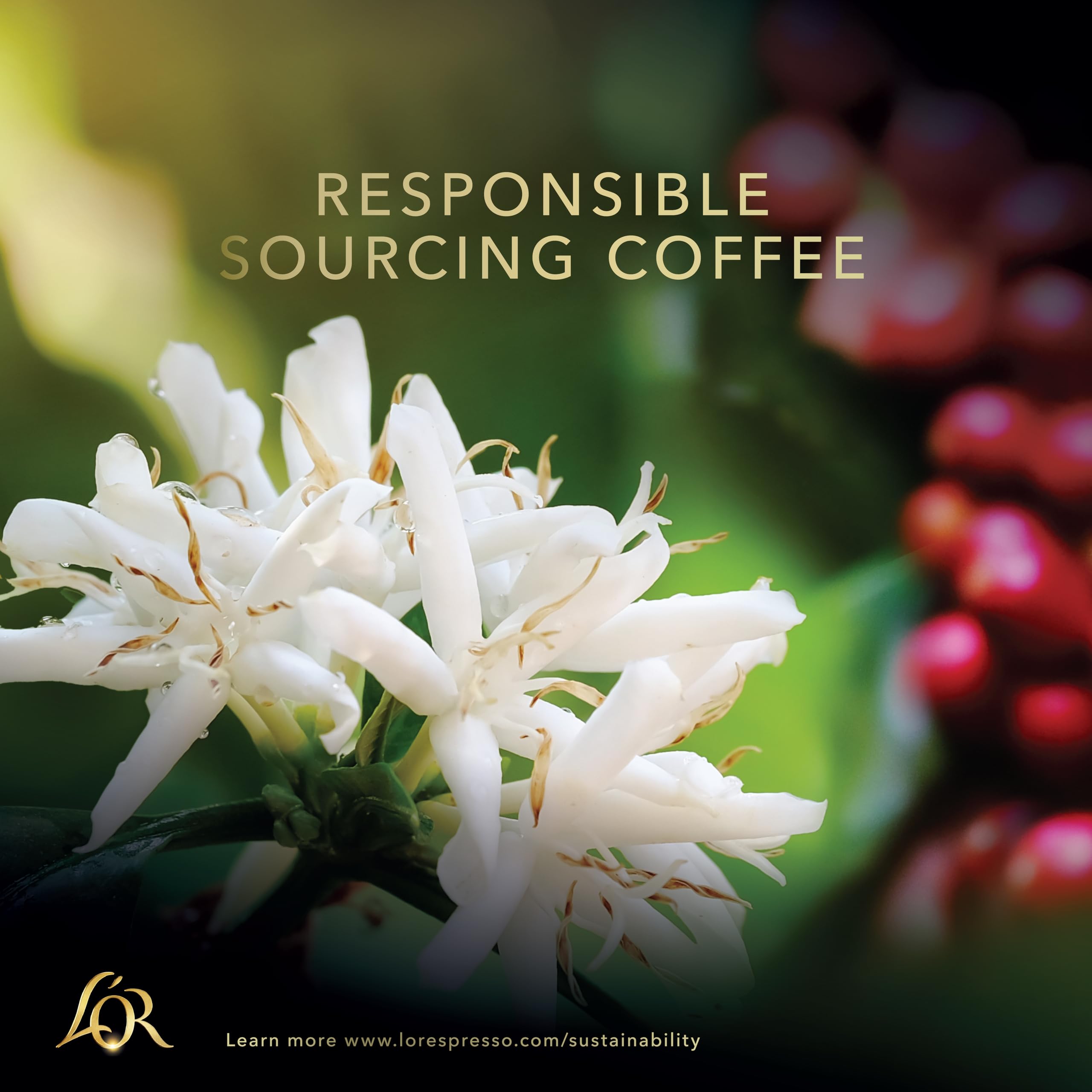 L'OR BARISTA Double Ristretto XXL Aluminium Medium Roast Coffee Capsules (50 Capsules) 6