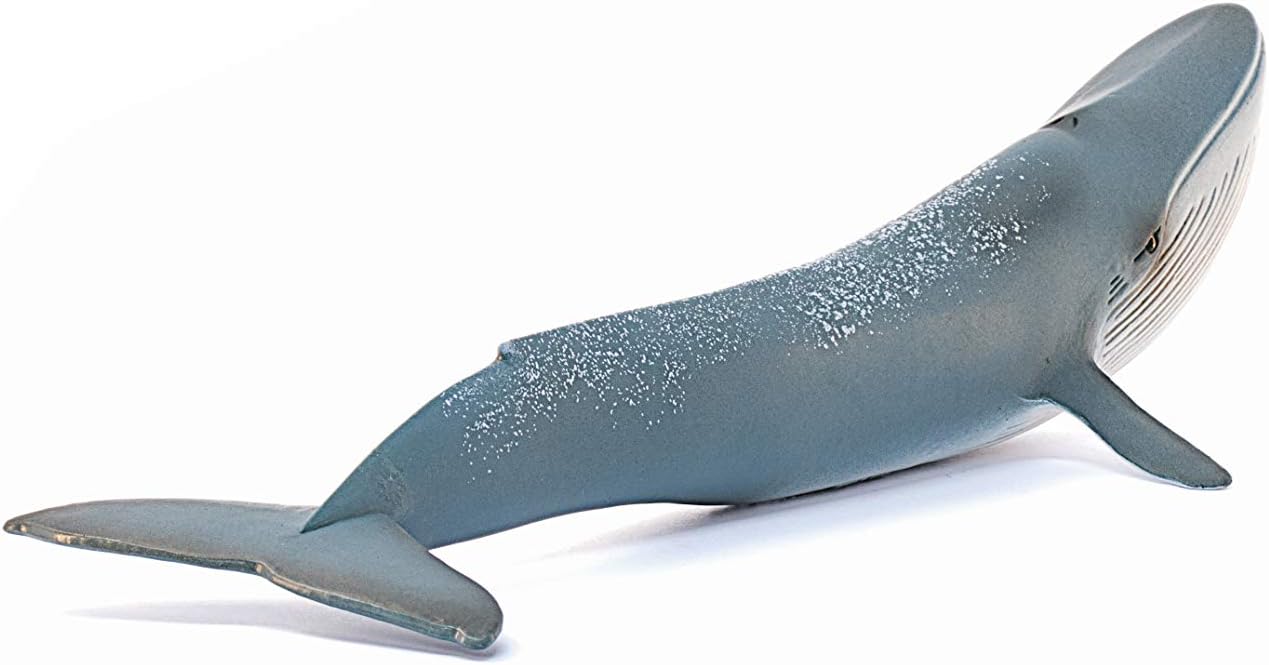 Schleich 14806 Blue Whale - Educational Play Figure for Ages 3+ 3