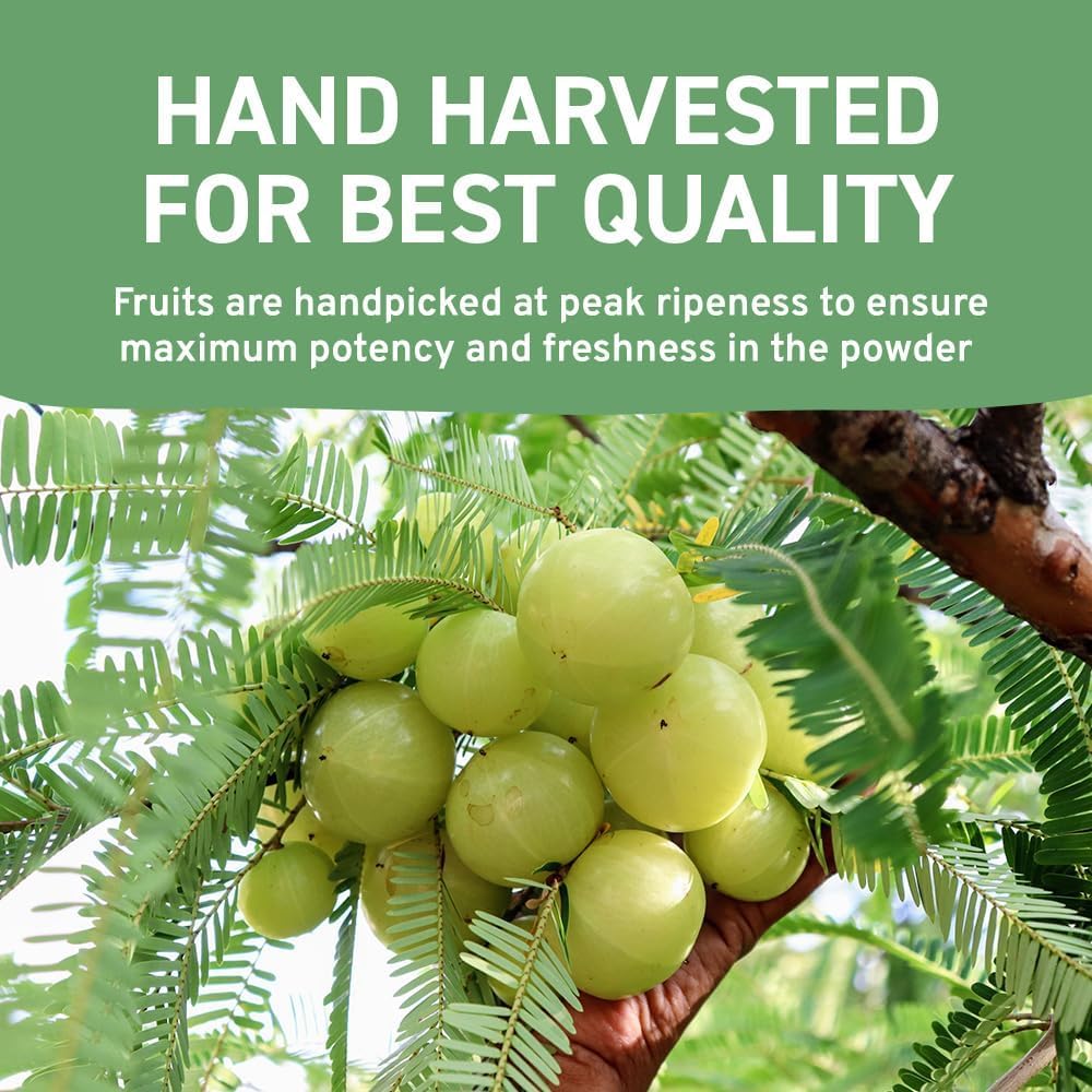 HANDPICK Amla Powder (500g) - Raw Indian Gooseberry Powder from Maharashtra | Non-GMO, Resealable Pouch 9