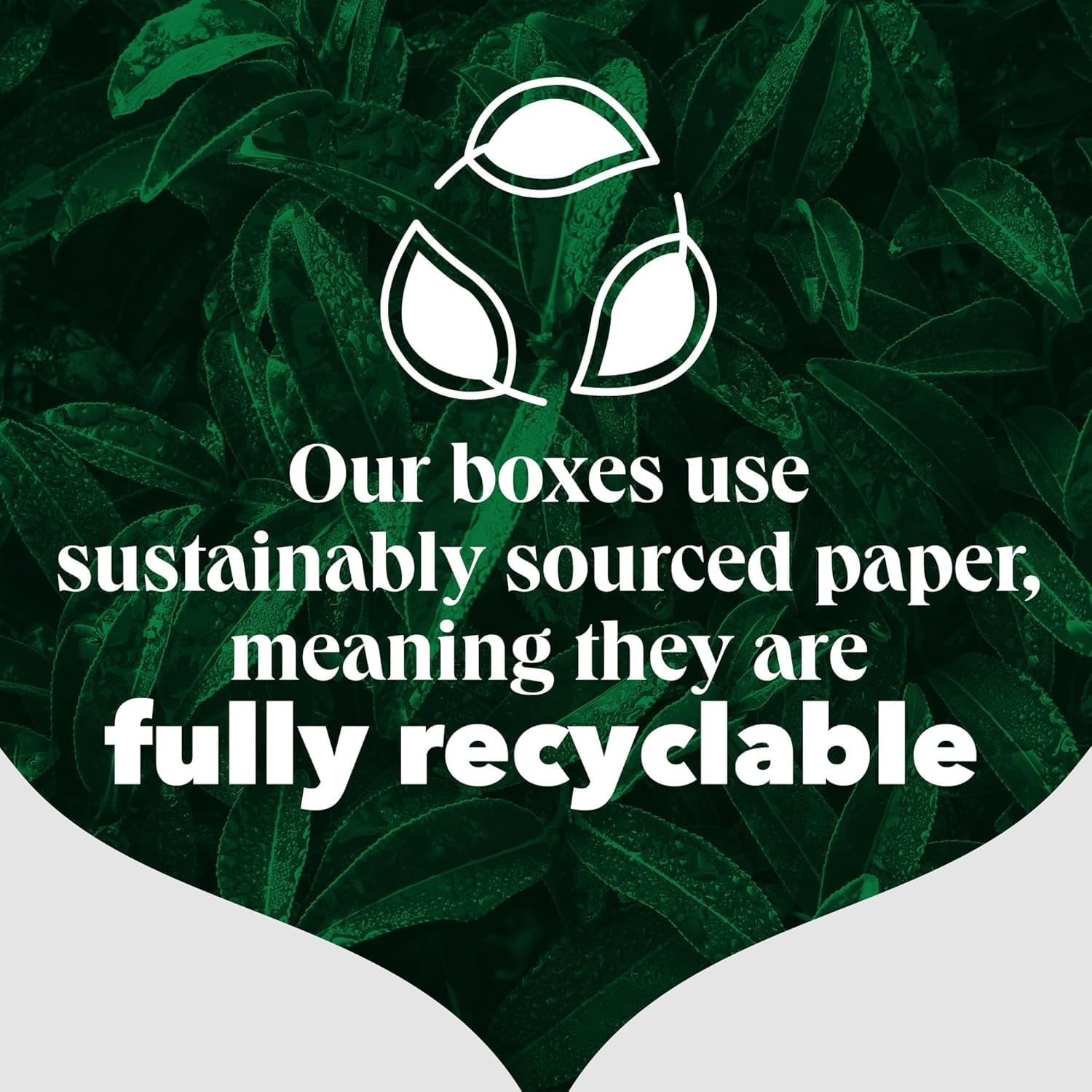 PG Tips - Original 80 Tea Bags 232g 8