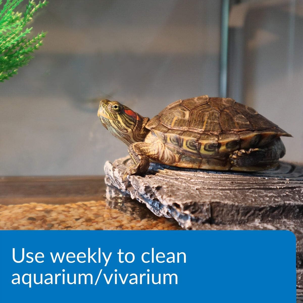 API Turtle Sludge Destroyer Aquarium Cleaner and Sludge Remover Treatment | 237 ml Liquid 4