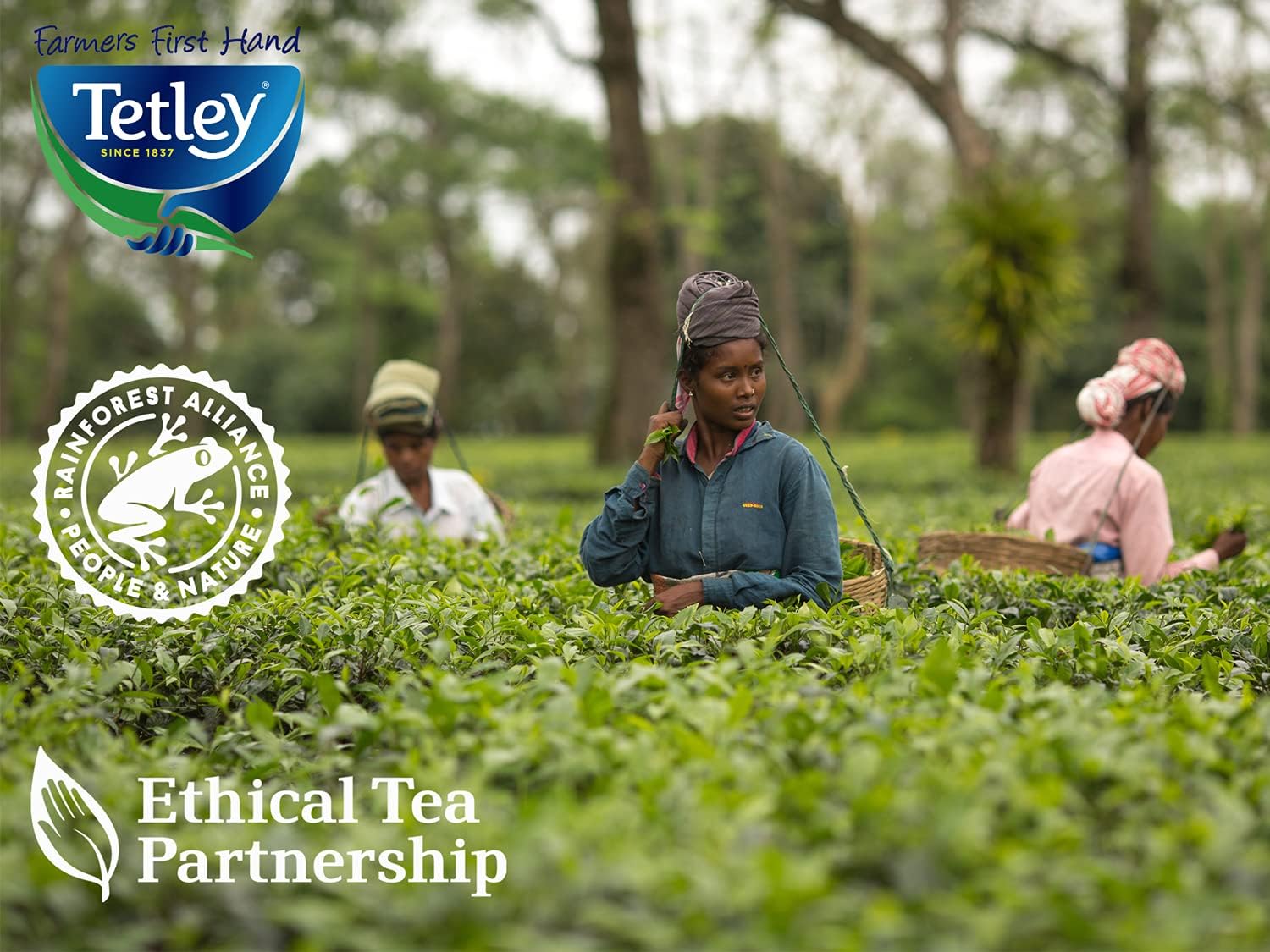 Tetley Original Tea Envelopes (Pack of 200) 3