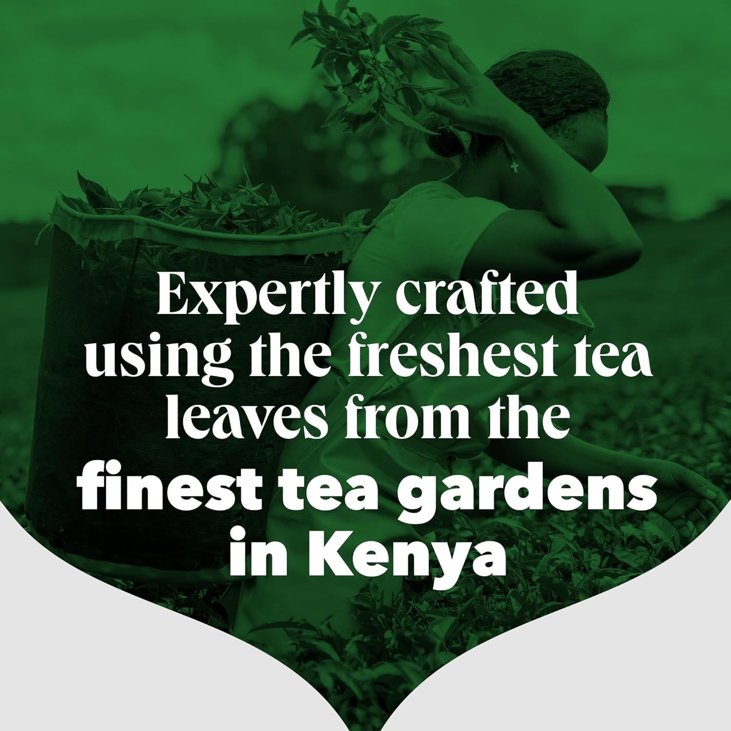 PG Tips - Original 80 Tea Bags 232g 11