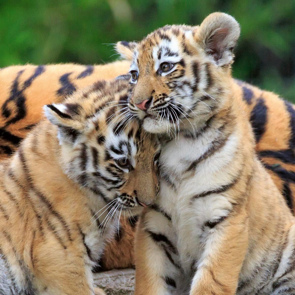 Ravensburger Wildlife 3x 49-Piece Jigsaw Puzzles for Kids 5 Years and Up 3