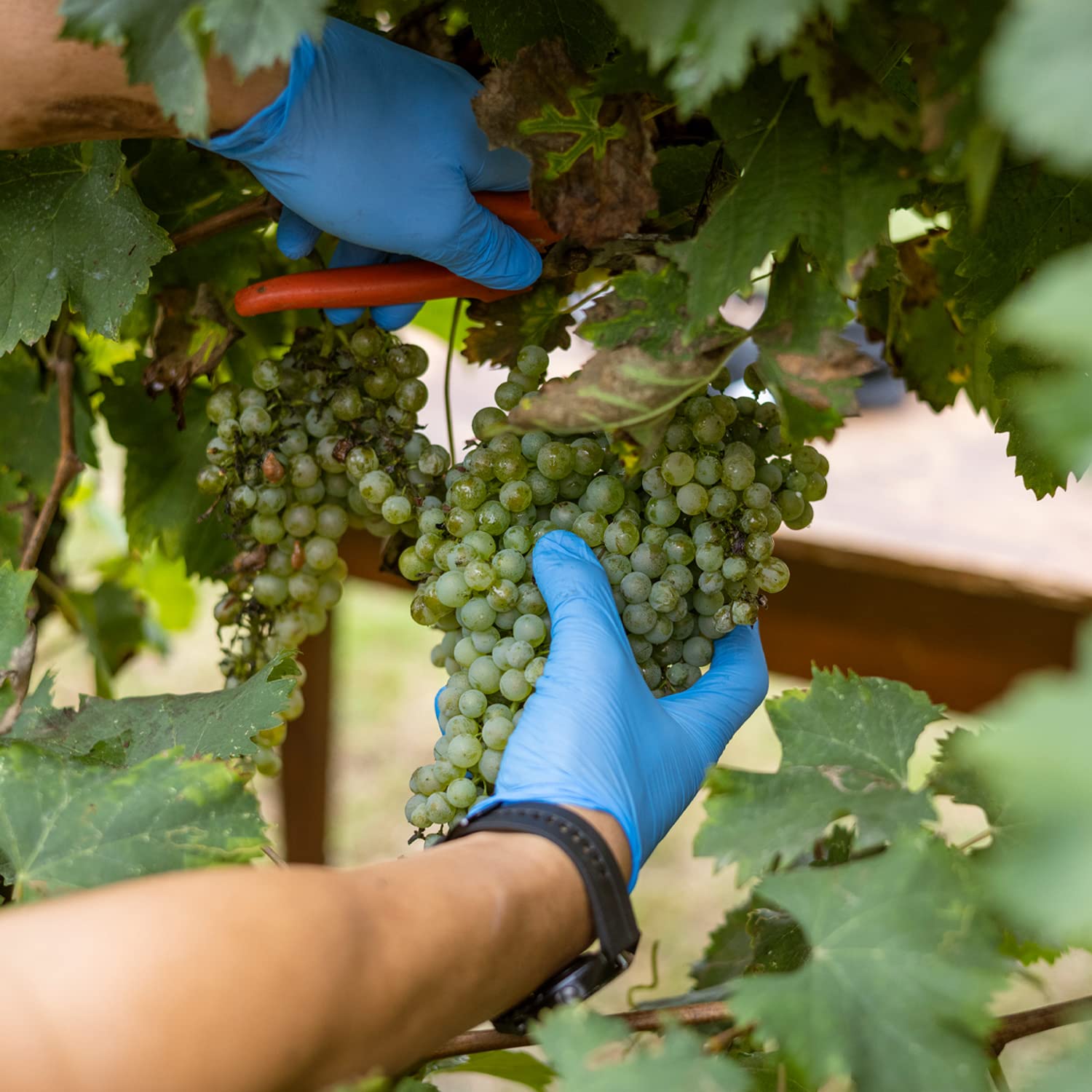 Mazzetti White Condiment - White Wine Vinegar (250ml) 4