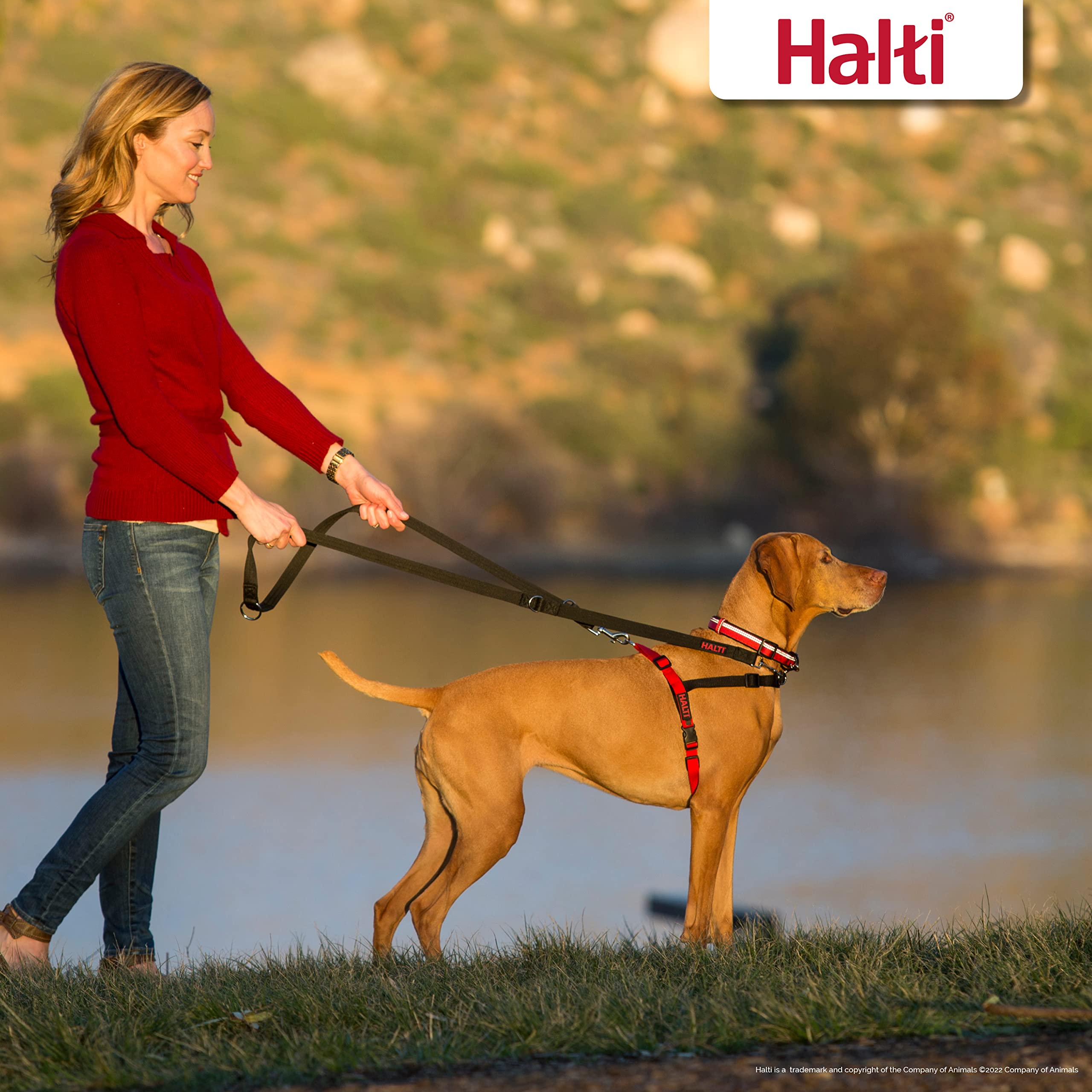 Halti Front Control Dog Harness - Stops Pulling | Size Small (Chest 36-64 cm) | Neoprene Nylon 4