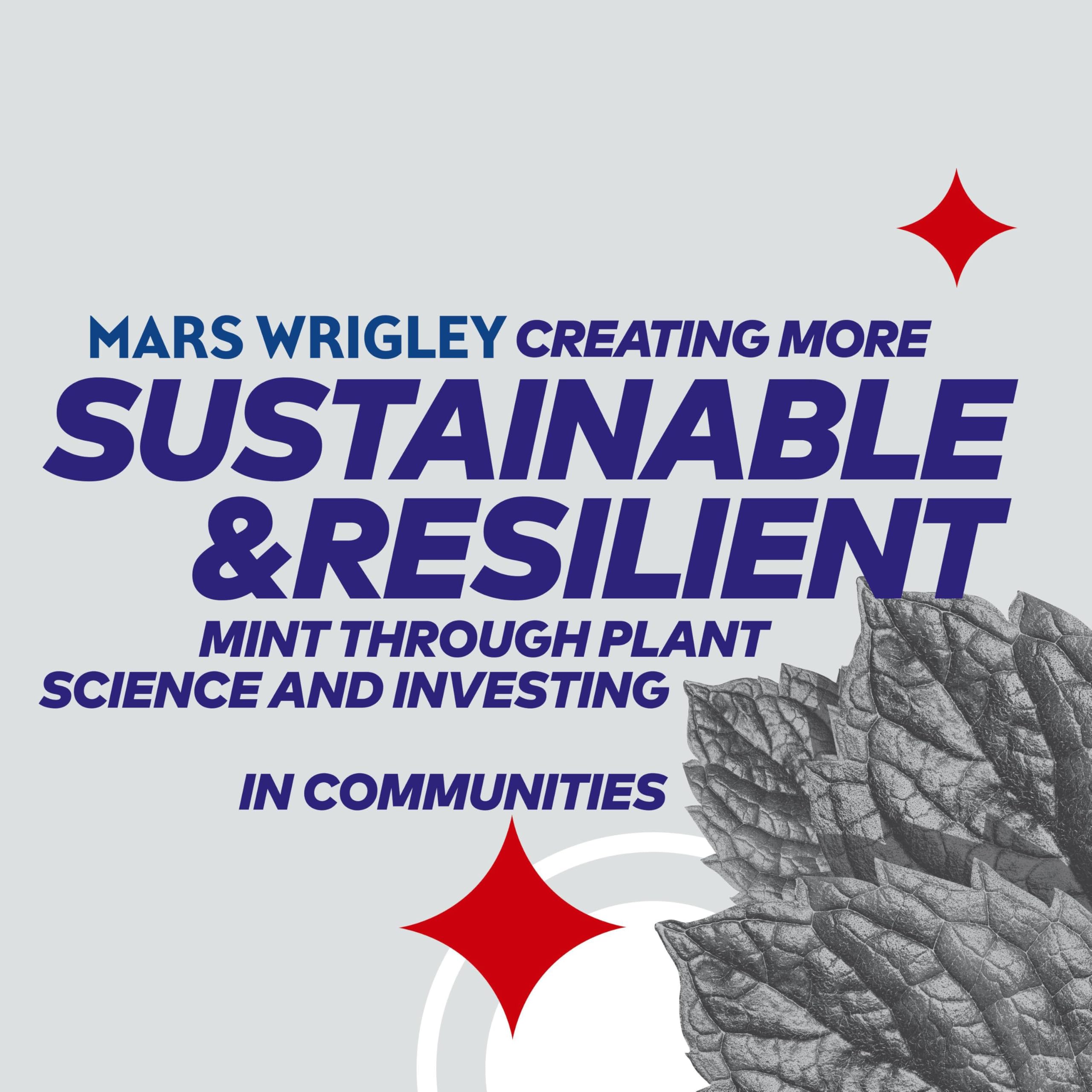 Extra - White Chewing Gum Sugar Free with Xylitol, Classic Mint Flavor, 6 Bottles (276 Pieces) 9