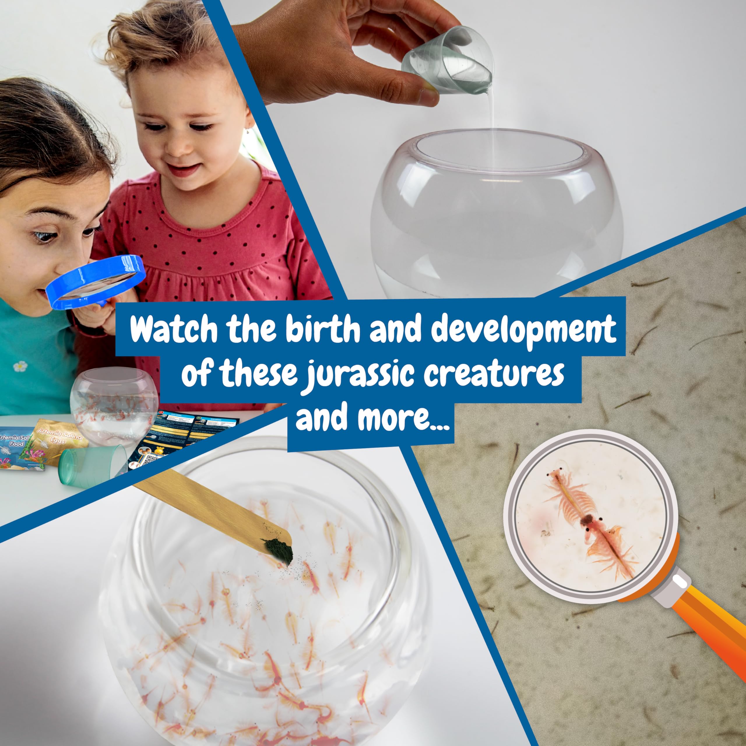 Science4you Jurassic Sea Creatures - Create an Artemia Ecosystem for Kids 6+ 6