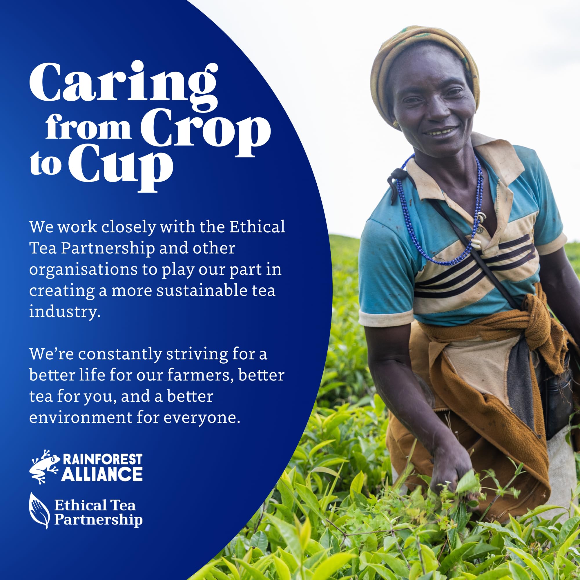 Tetley - Everyday Original Decaf Black Tea Bags - Smooth Decaf Blend - Rainforest Alliance Certified - 150 Enveloped Teabags (6x25 Pack) 6