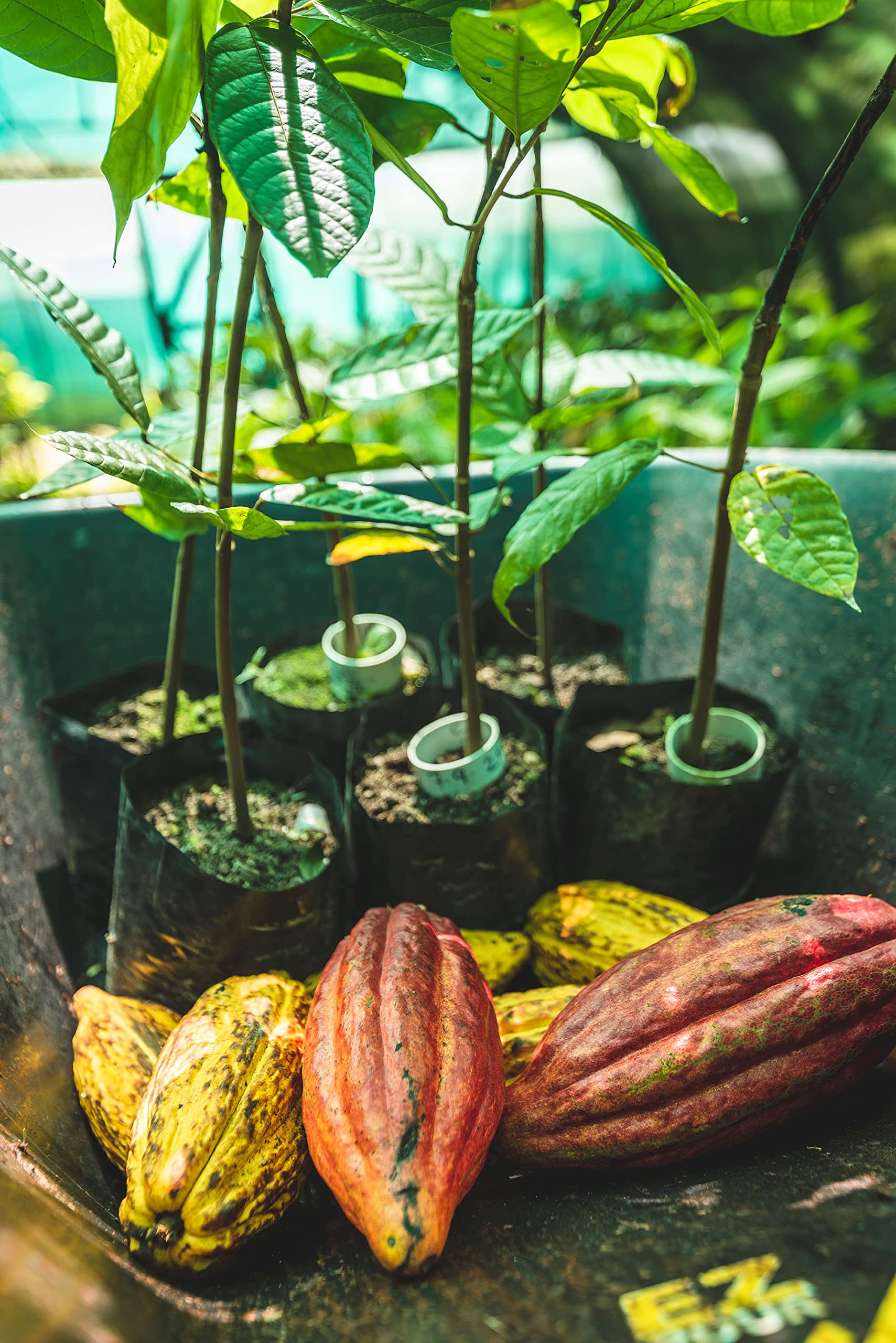 Hotel Chocolat Unbelievably Vegan Sleekster - 33 Vegan Chocolates, 330g, Nutmilk Cacao-Rich Treats 4