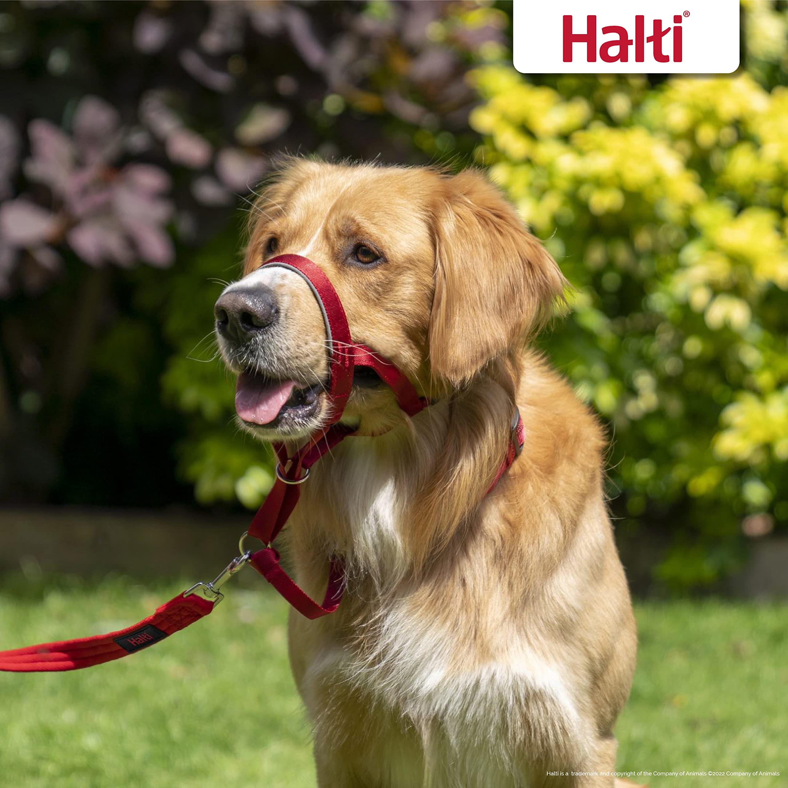 Halti Headcollar - Stops Pulling for Medium Dogs | Size 3 Red | Reflective Nylon 5