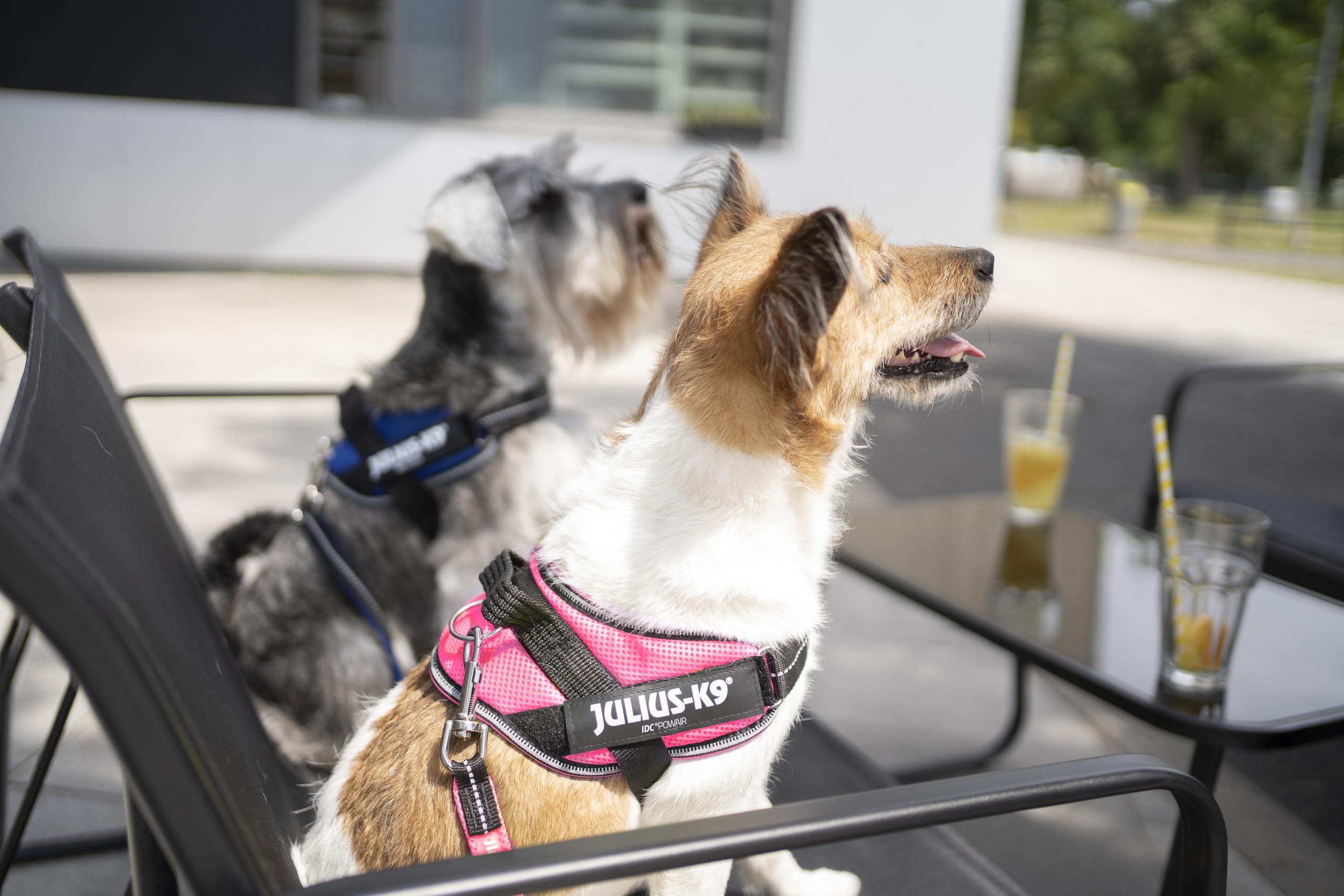 Julius-K9 IDC Powair Vest Harness - Summer Ventilation | Size S | Pink 4