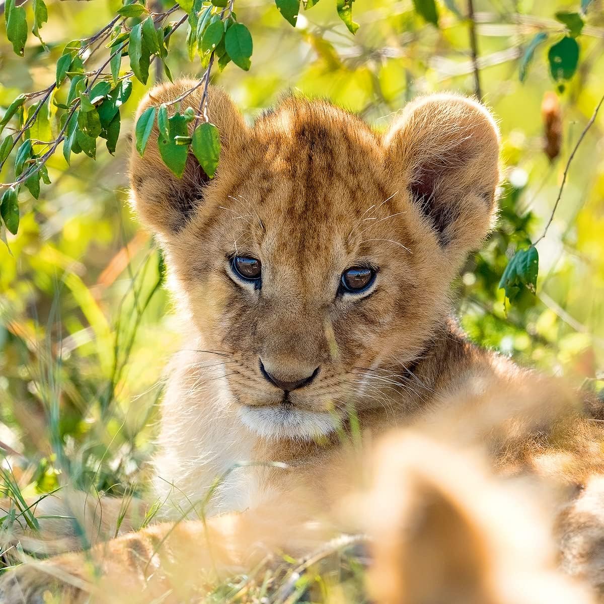 Ravensburger Wildlife 3x 49-Piece Jigsaw Puzzles for Kids 5 Years and Up 4