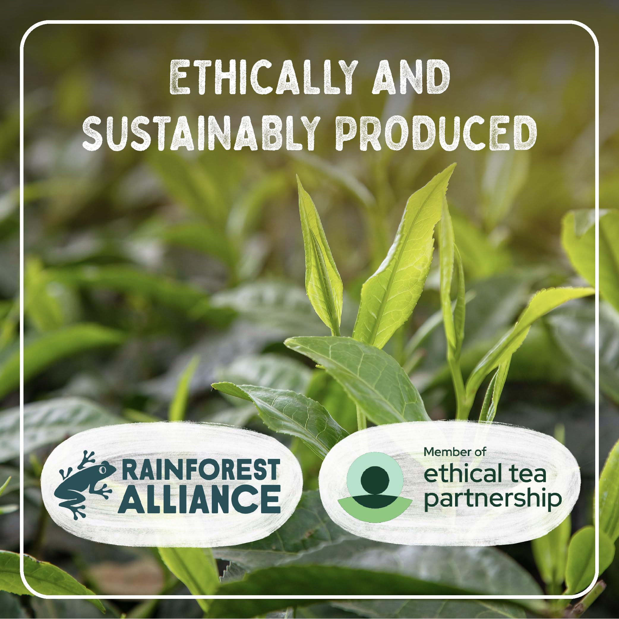 Typhoo One Cup Tea Bag 440 Count 9