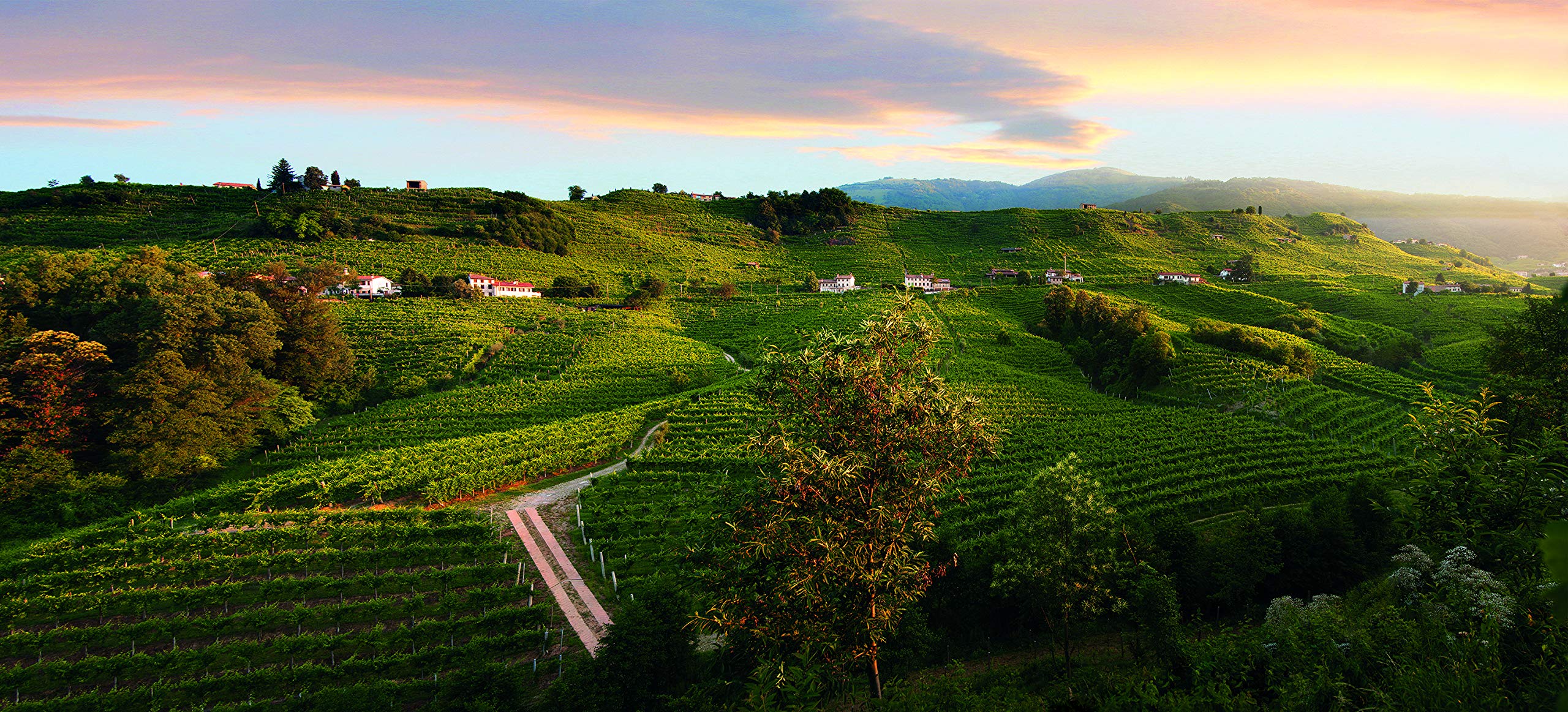 La Gioiosa Prosecco Valdobbiadene Superiore Millesimato DOCG (750 ml) 3