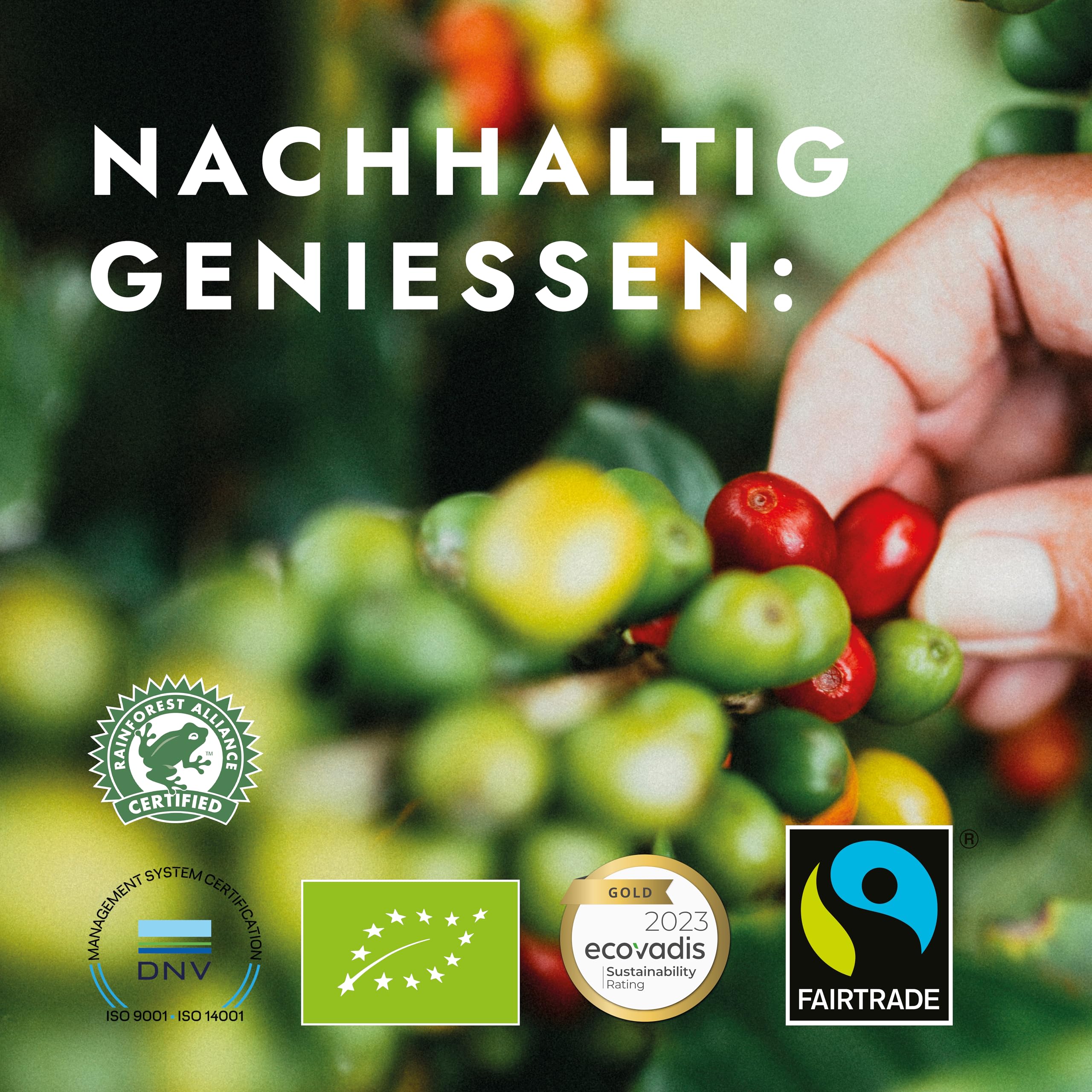 Pelican Rouge DYNAMIQUE Whole Dark Roasted Coffee Beans | 75% Arabica | Rainforest Alliance Certified 6