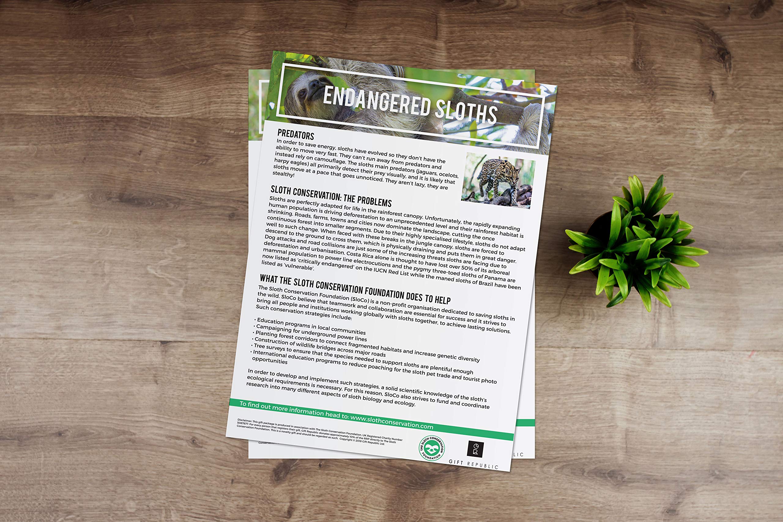 Gift Republic Adopt a Sloth Gift Box | 12-Month Adoption | Includes Poster & Certificate 5