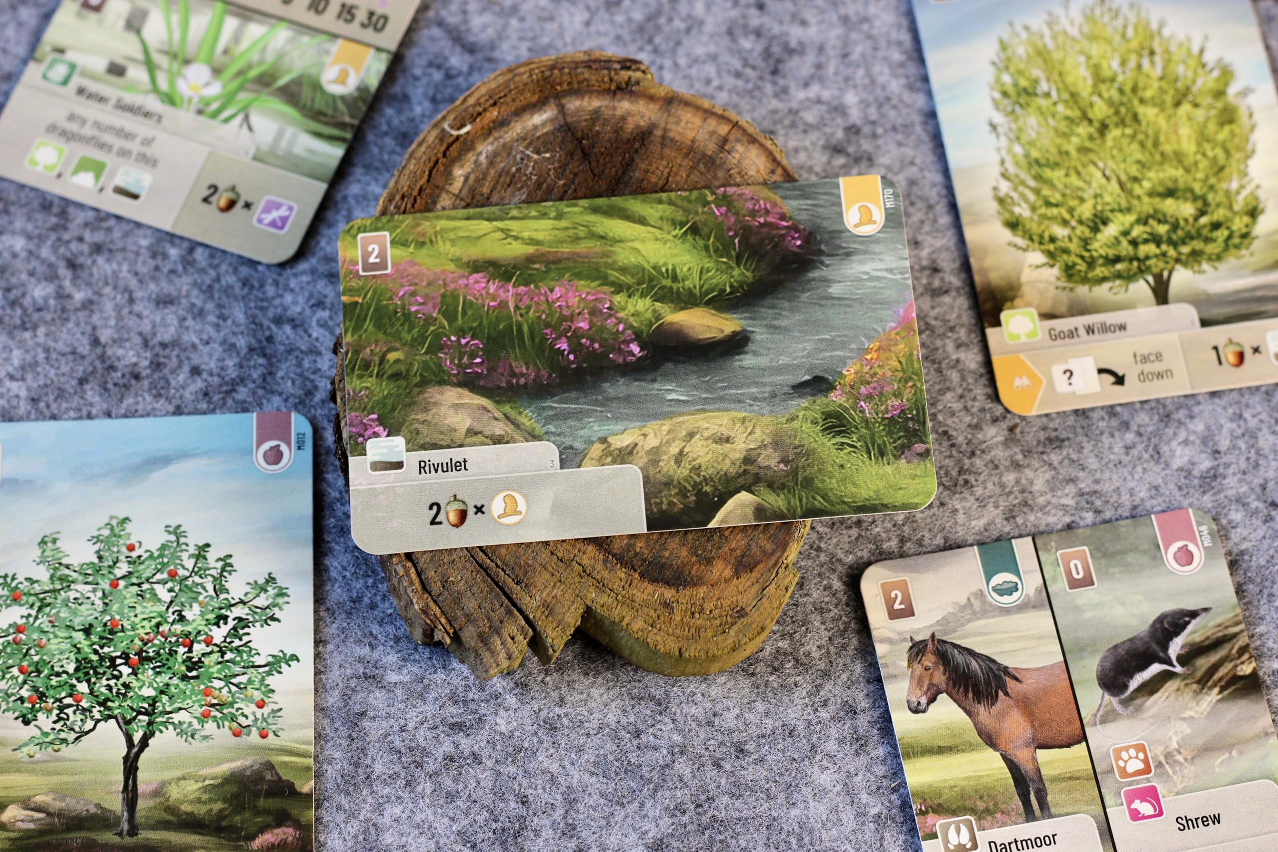 Asmodee Forest Shuffle Dartmoor Family Card Game for 2-4 Players, Ages 10+ 6