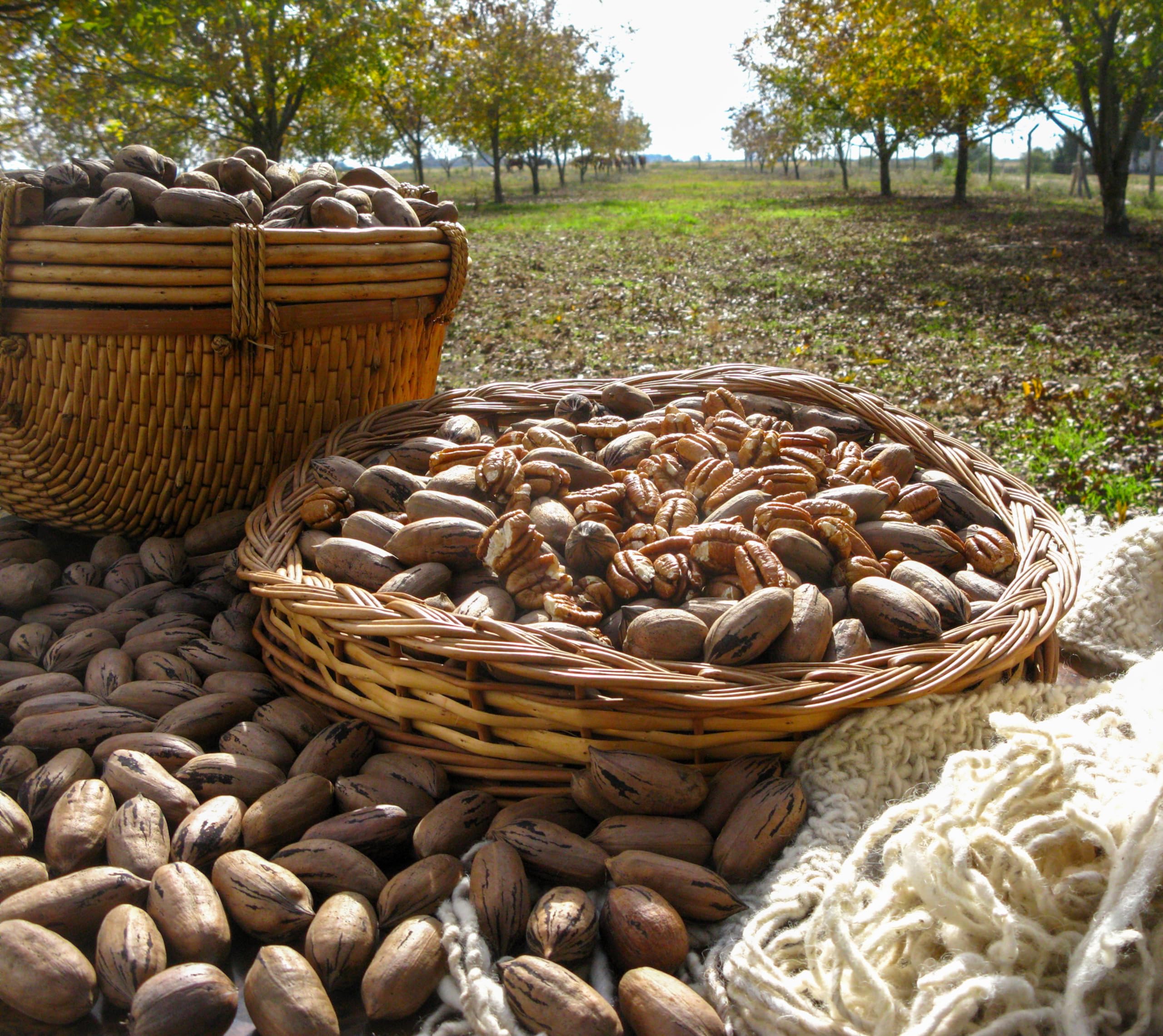 Mundo Feliz - Organic Pecan Nuts 5 x 100 g 6