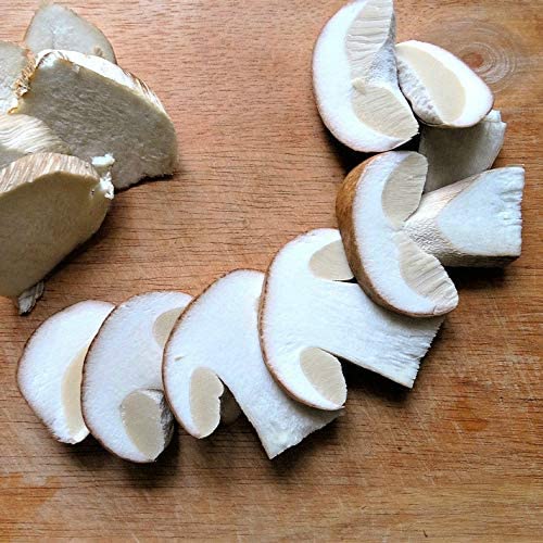 KitchenCraft Pilzbürste aus Holz, Gummiholz / Nylon, 5,5 cm