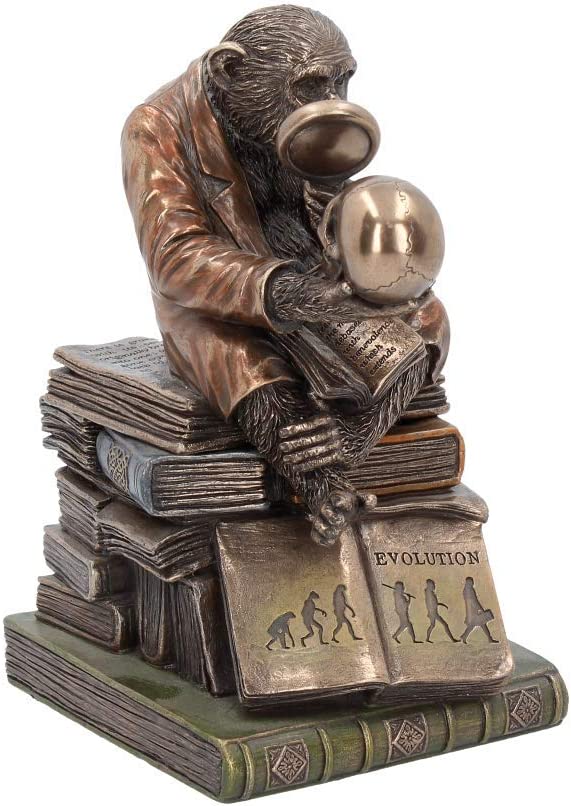 Nemesis Now Darwinism of Evolutionary Theory Box 17,5 cm Bronze, Harz